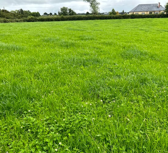 The management of spring-reseeded paddocks as rain arrives