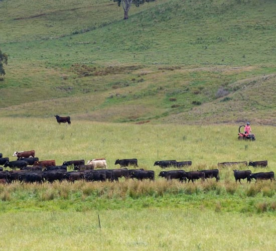 Australia: Beef exports to UK soar as national herd grows