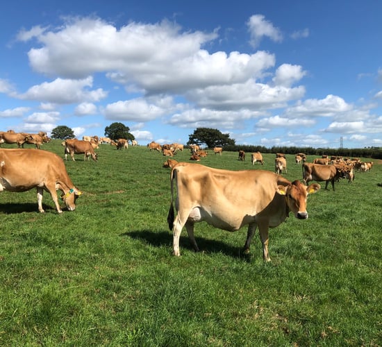 Almost 50 years of 'award winning' Jersey breeding