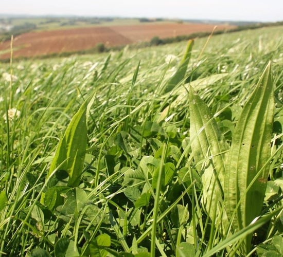 Want to know how to increase yields with lower inputs of N?