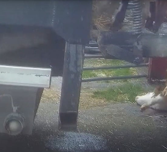 Random inspections at marts needed after RTÉ calf footage - MEP