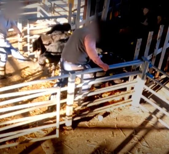 DAFM takes action against 6 marts over calf welfare breaches