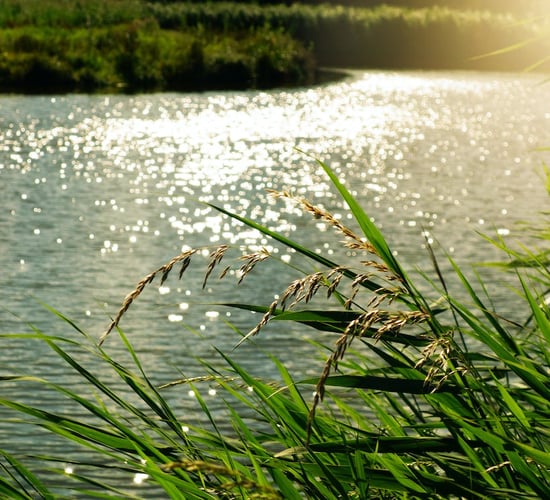 DAFM: More than 6,500 apply for nitrates derogation
