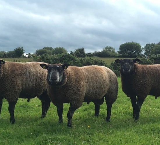 Irish Blue Texel Society to host first ever open day