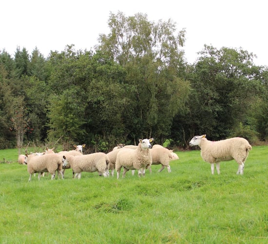 DAFM urges vigilance as bluetongue spreads across Europe