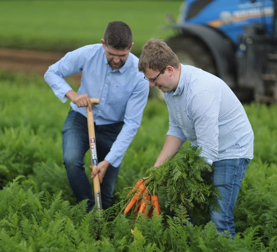M&S joins Armagh vegetable grower to boost pollinator activity