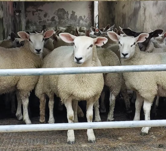 Irish sheep shearing record attempt to take place in Antrim