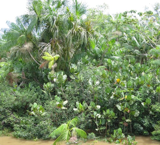 Brazil: Amazon deforestation down by a third in first half of 2023