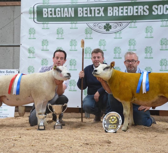 Strong prices at Belgian Beltex breeders' elite sale