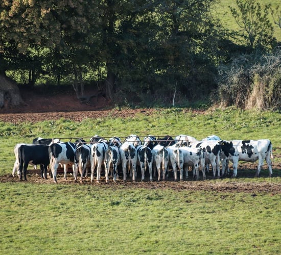 TB reactor animals removed from herd at an average '17.3' days