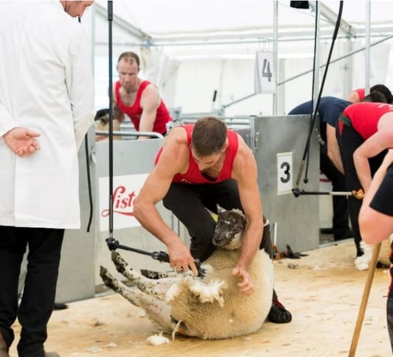 All-Ireland shearing among highlights of Clonmany show