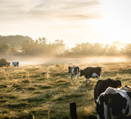 NDC welcomes new international declaration on dairy sustainability