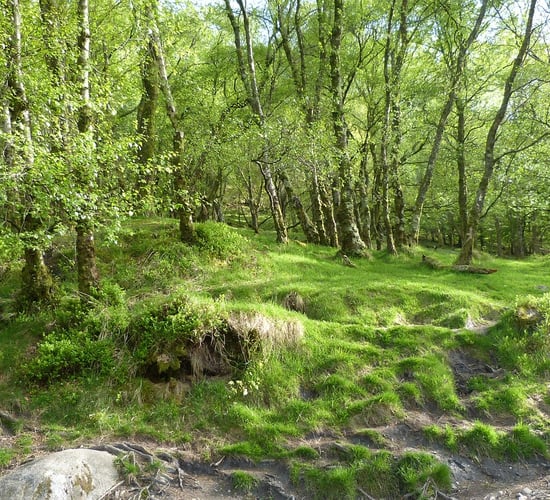 'What price do we put on a life?' - Fitzmaurice on forestry corridors
