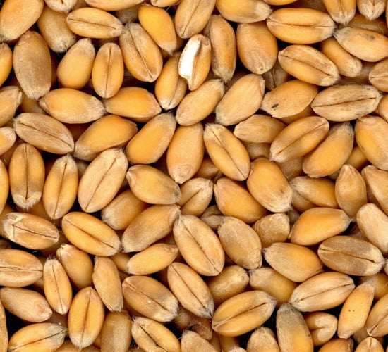 Black Sea Grain Initiative: 2.5% of exports to low-income countries