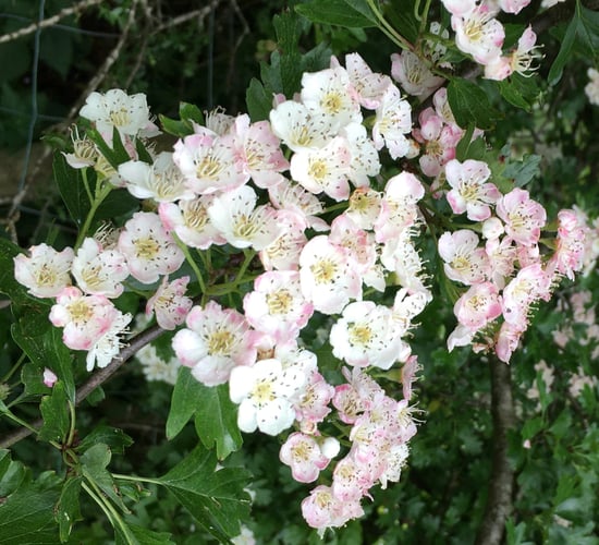 CAFRE: Hedgerow managing tips that 'benefit' the environment