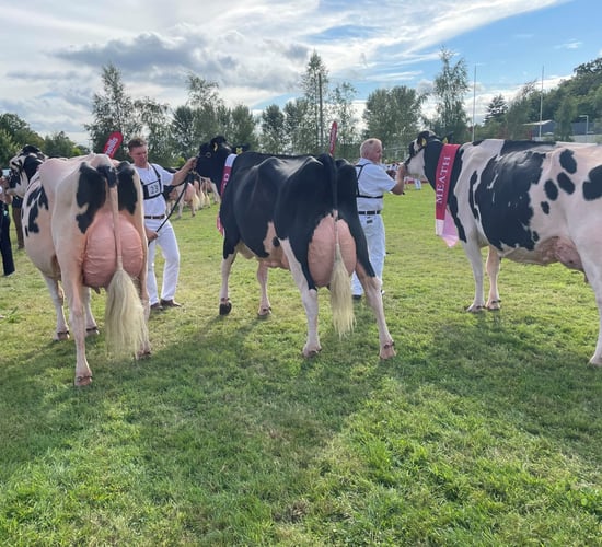 Judge for 2023 Baileys cow competition named