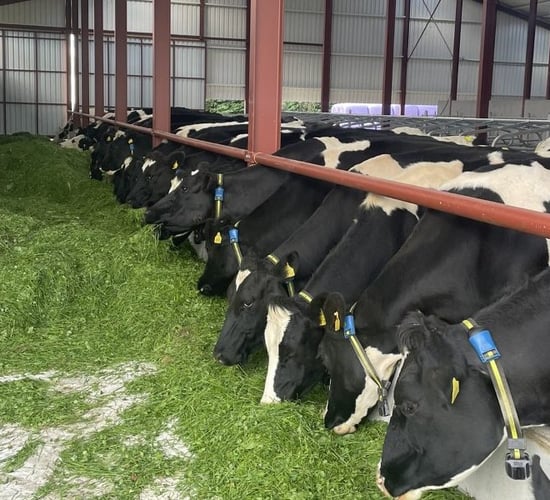 IGA dairy conference to focus on farmers' strengths
