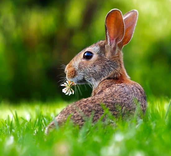 Minister has 'no plans' to withdraw hare coursing licences