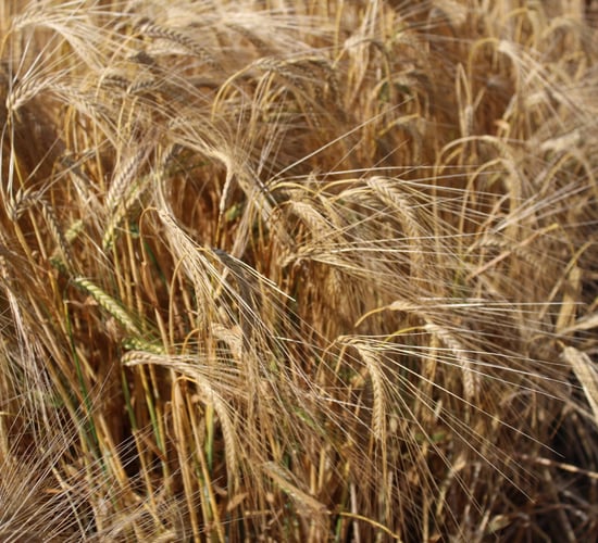 Early winter barley crop yields holding up well
