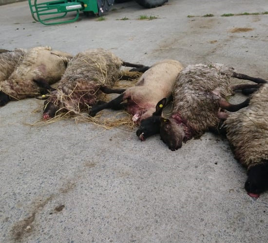 Graphic images: Sheep killed and more missing in Cavan   attack