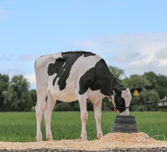 Prices reach 17,000gns at Summer Sizzler sale