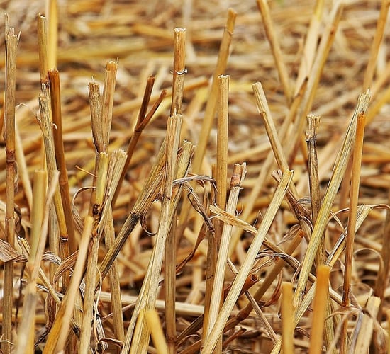Tillage: Post-harvest stubble management