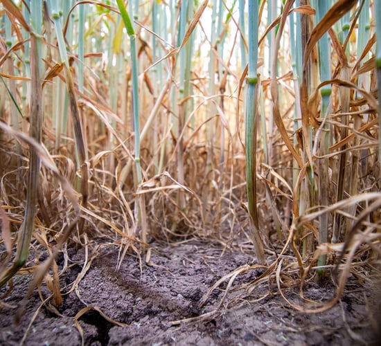 Tillage: How to test for take-all using a plastic cup