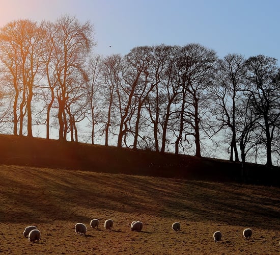 Farmers in Wales need to 'reduce' livestock to reduce emissions - new report