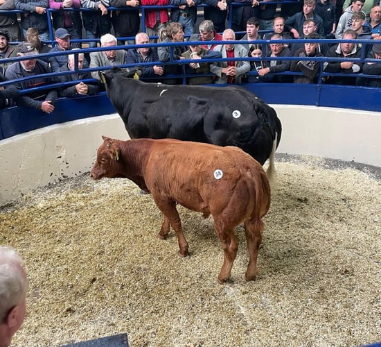 €4,650 for suckler pairings at Bovanto sale in Carrigallen