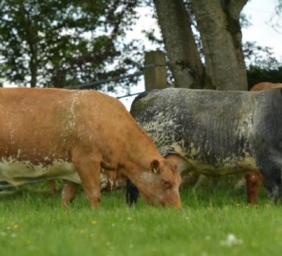 NI open day set to showcase Shorthorn-cross suckler herd