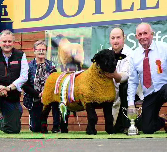 Scottish flock buys Cork-bred Suffolk ram lamb for €20,000