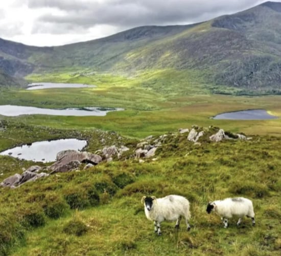 Farmer makes the case for mountain sheep in new national park