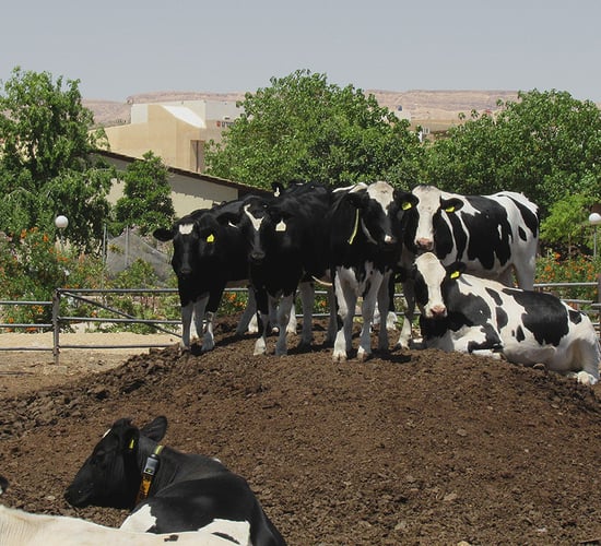 Israeli farm trials show potential to reduce antibiotics usage in cows