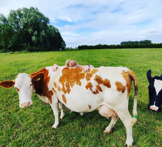 UK farm attracts visitors with 'cow cuddling' experience