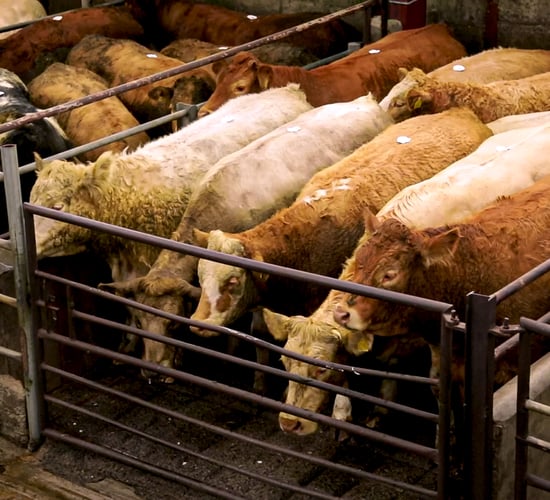 Sustainable farmgate prices key UFU priority for 2024