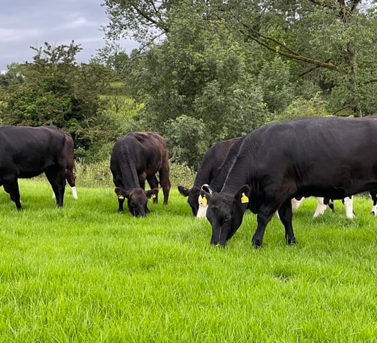 Factory quotes: Finished cattle prices fall €200/head since peak