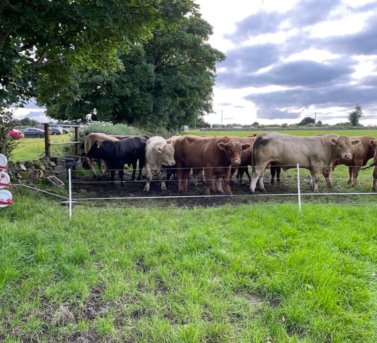 Factory quotes: Halt to prime cattle price drops this week