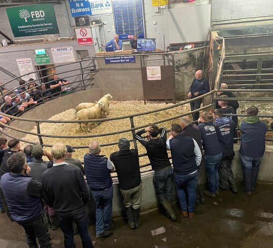 Brisk start to breeding-hogget trade at Ballyjamesduff Mart