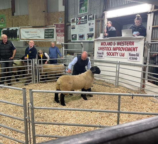 Big Boy Ram sale: Kilduff Bruno tops trade at €3,700