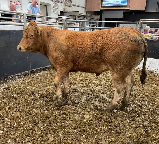 NI buyers ignite trade for heavy cattle at Elphin Mart
