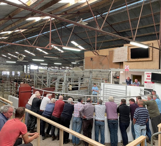 Mart report: General cattle sale at Clones