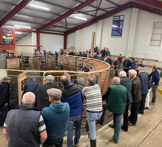 Ballina Mart manager expects positive trade as peak sales approach