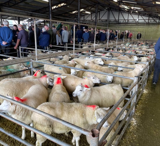 'Good' trade for store lambs at Ballina Mart