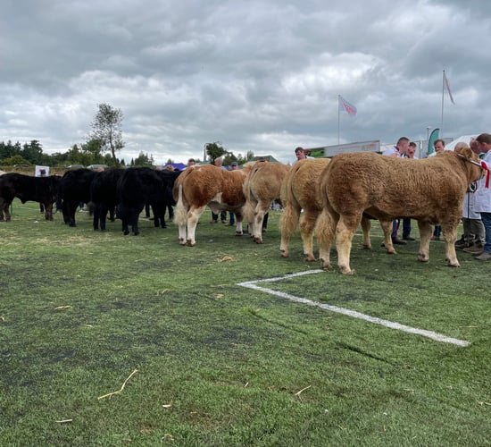 Gallery: Virginia Show champions from beef breeds