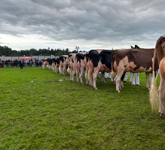 Armagh takes Baileys Cow title for 2023 with Meath-bred cow