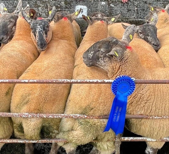 Borris Ewe Breeders’ to celebrate 60 years at upcoming sale