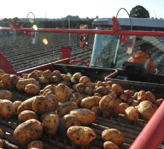 UK supermarket launches trial to cover 100% of growers' costs