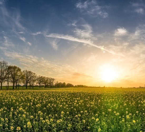 Rabobank: Agriculture system in Netherlands has reached 'its limits'