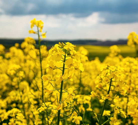 Crops Forum: Winter OSR now the most reliable crop