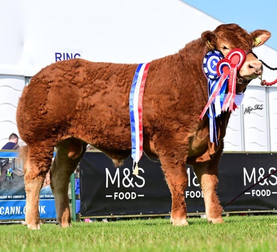 Jalex set to put show-winning bull on the market this month